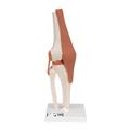 3B Scientific Functional Knee Joint - w/ 3B Smart Anatomy 1000163